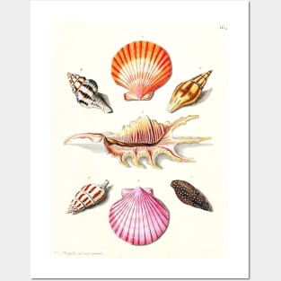 Scientific illustration of seashells Posters and Art